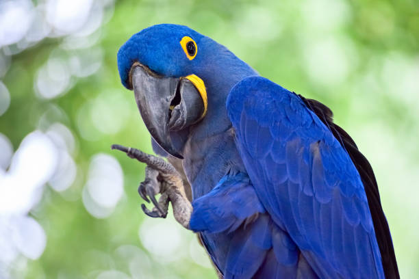 Blue hyacinth macaw looking at camera pointing its talons